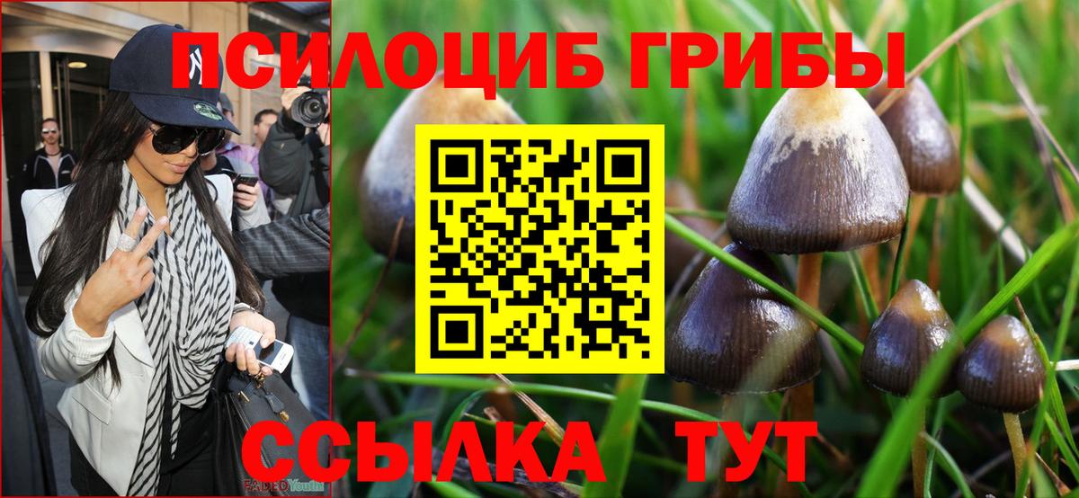 Галлюциногенные грибы Psilocybe  Псилоцибиновые грибы Psilocybine cubensis  Вход с VPN  Горно-Алтайск 